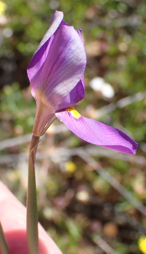 Moraea bipartita, photograph 5