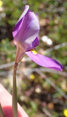 Moraea bipartita, photograph (c) Nicola van Berkel, some rights reserved (CC BY-SA)