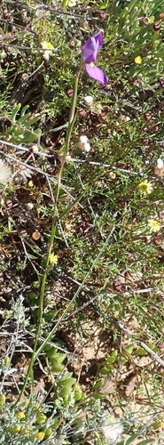 Moraea bipartita, photograph 6
