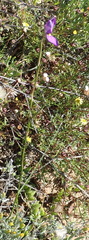 Moraea bipartita, photograph (c) Nicola van Berkel, some rights reserved (CC BY-SA)