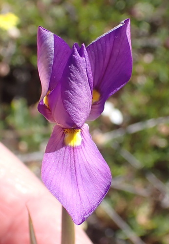 Moraea bipartita, photograph 4