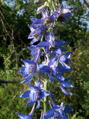 Delphinium schmalhausenii