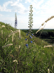 Delphinium schmalhausenii