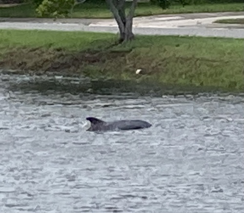 Photo of Common bottlenose dolphin (Tursiops truncatus)