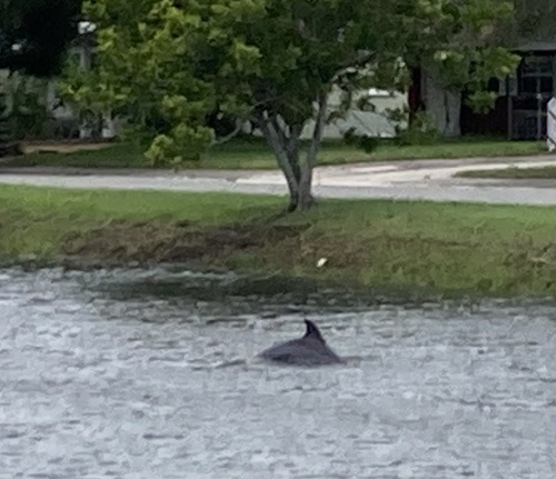 Photo of Common bottlenose dolphin (Tursiops truncatus)