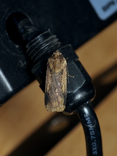 Subterranean Dart photo 5