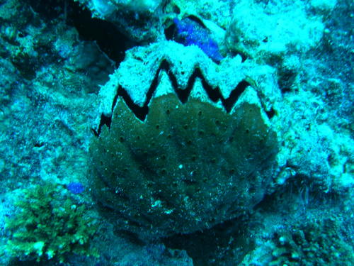 Cockscomb Oyster — seen at this dive site