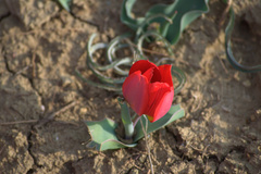 Tulipa gesneriana