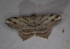 Macaria multilineata