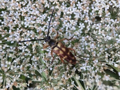 Typocerus velutinus