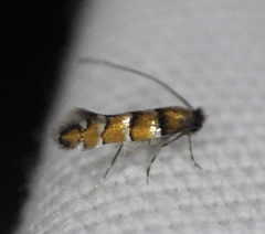 Chrysaster ostensackenella