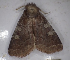 Cerastis tenebrifera