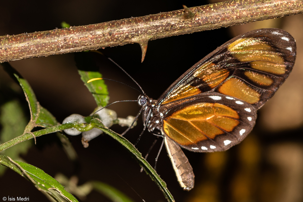 Dero Clearwing