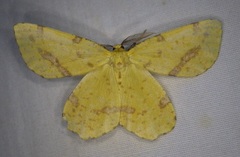 Xanthotype urticaria