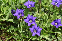 Gentiana dshimilensis