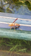 Polistes arizonensis