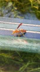 Polistes arizonensis