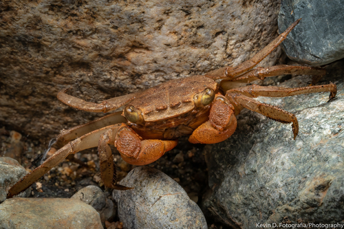 Narrow Tree Crab (Armases angustum)