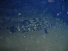 Epinephelus