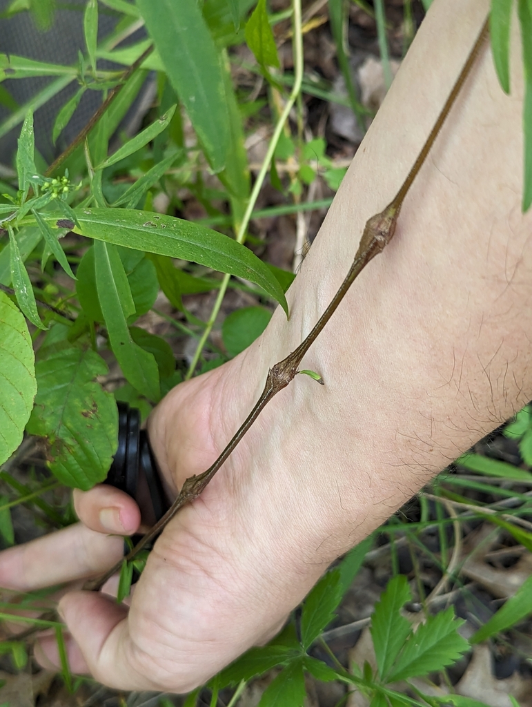 Neolasioptera truncata