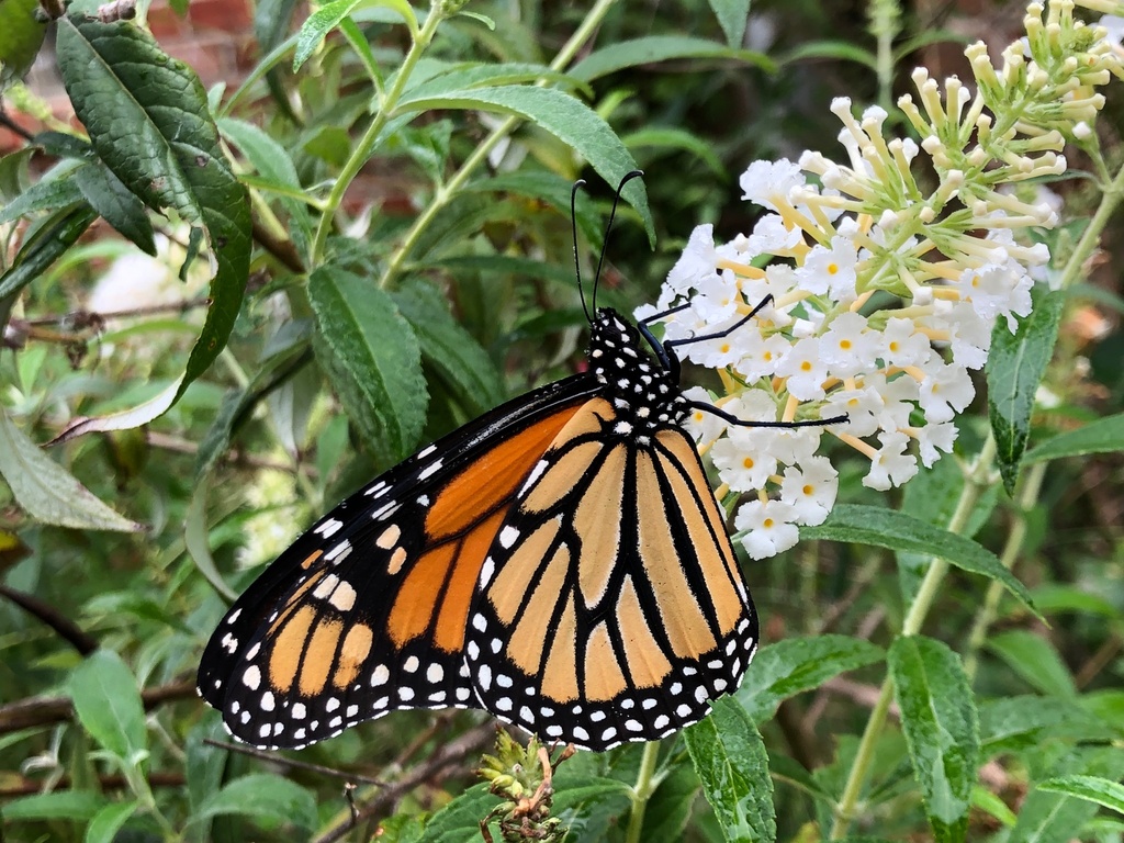 Monarch from Norman, OK, USA on October 14, 2018 at 11:57 AM by Rosario ...