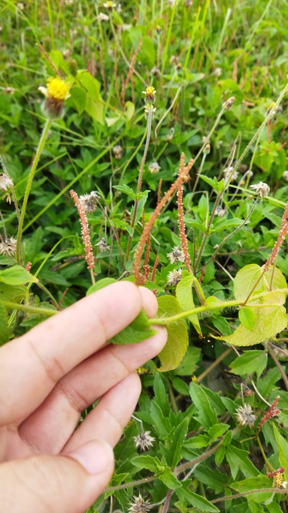 Acalypha microphylla 3