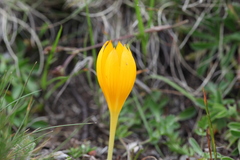 Crocus scharojanii