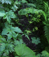 Eleutherospermum cicutarium