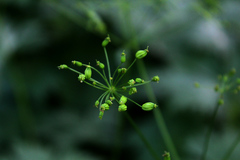 Eleutherospermum cicutarium