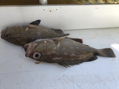 Hyporthodus niveatus