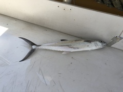 Scomberomorus regalis