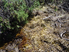 Homalothecium arenarium