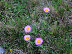 Erigeron caucasicus venustus