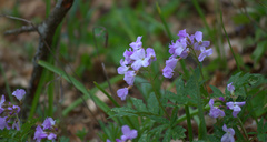 Cardamine quinquefolia
