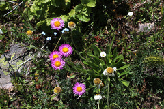 Erigeron caucasicus venustus