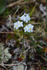Eritrichium caucasicum