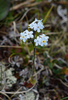 Eritrichium caucasicum - Photo (c) Dmitriy Bochkov, some rights reserved (CC BY), uploaded by Dmitriy Bochkov
