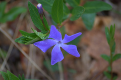 Vinca herbacea