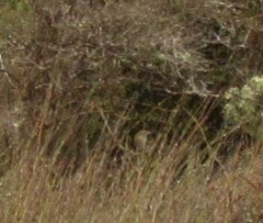 Poodytes punctatus punctatus