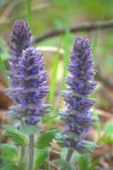 Ajuga orientalis