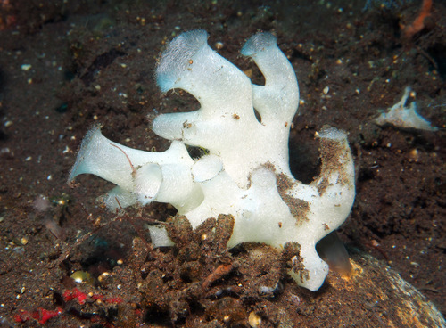 Anamixilla