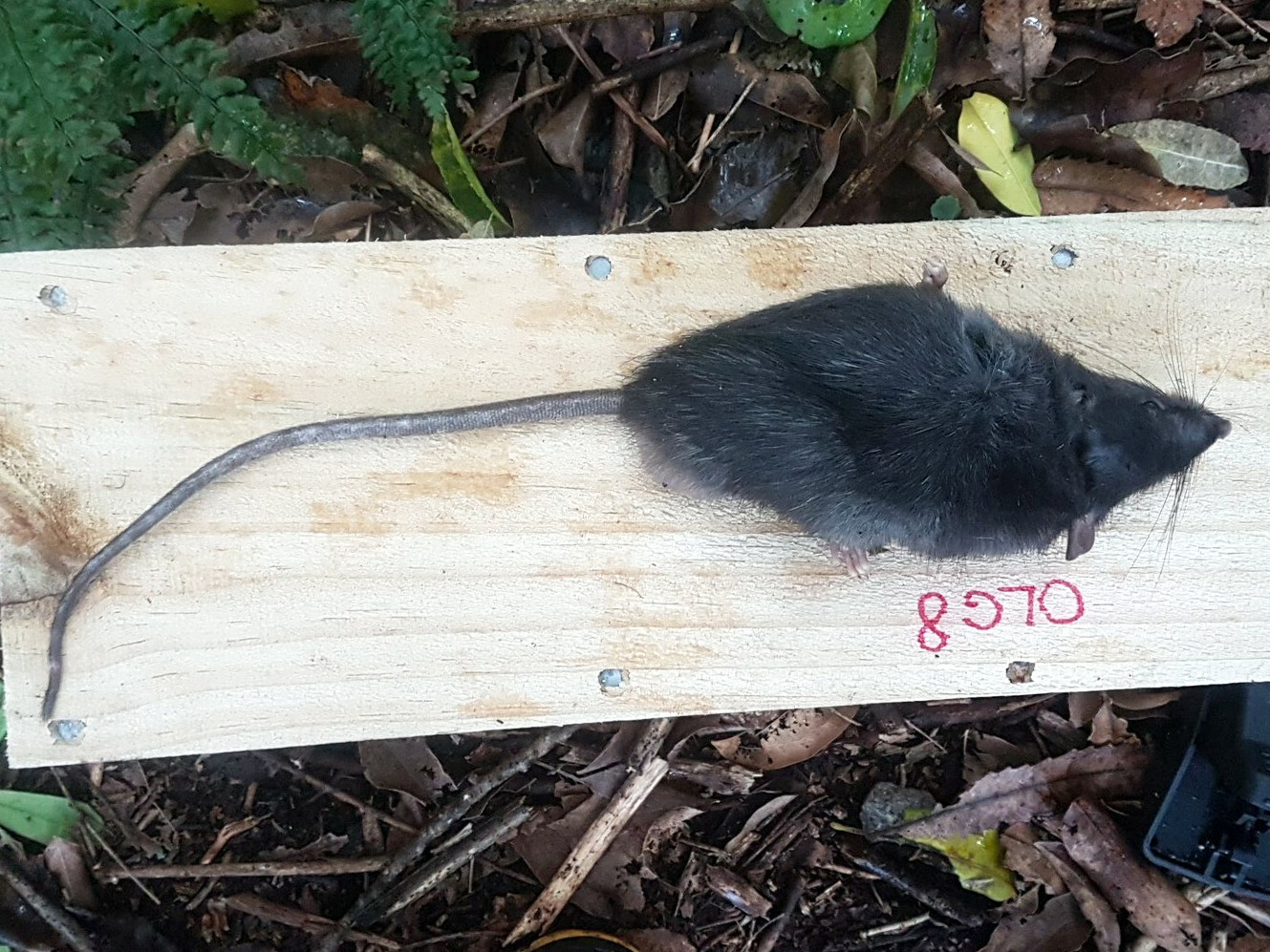 Rat Identification: Types of Rats in NC
