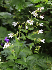 Campanula lactiflora
