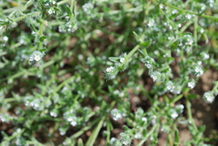 Cryptantha leiocarpa