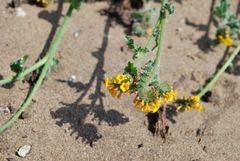 Amsinckia spectabilis