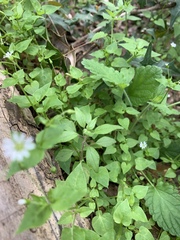 Stellaria cuspidata