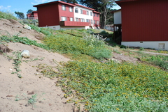 Amsinckia spectabilis