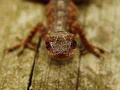 Anolis mariarum