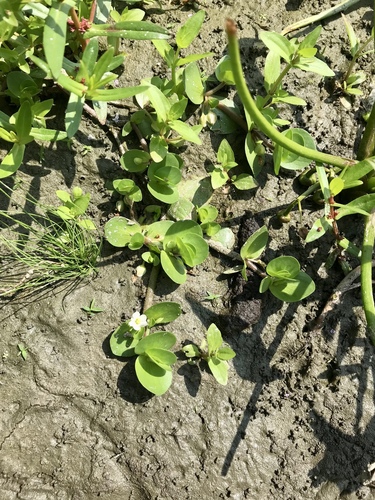 Disk waterhyssop (Bacopa rotundifolia)