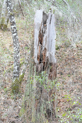 Calicium montanum